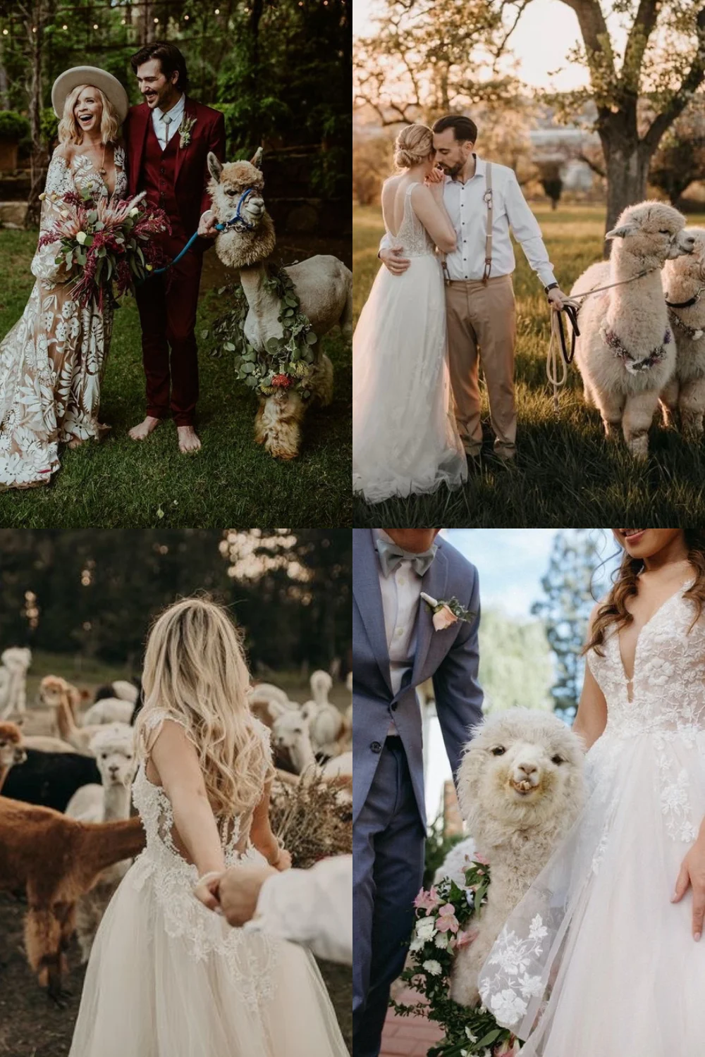 hochzeitstipps - 7. Alpaka-Streichelzoo